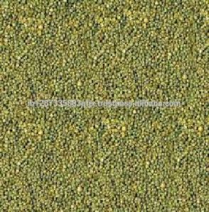 Indian Green Millet