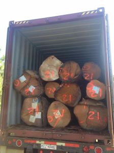 American White Oak Logs