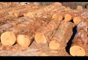 American White Oak Logs