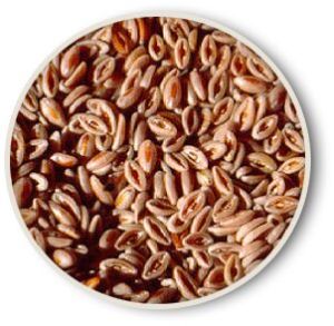 Psyllium Seeds