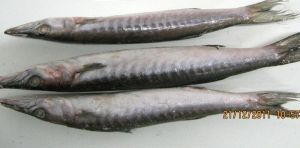 Frozen Barracuda Whole