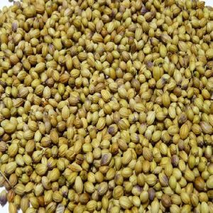 Double Parrot Coriander Seed
