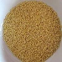 foxtail millet