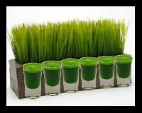 Wheatgrass