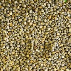 Green Millet