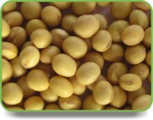 Soya Bean Seeds