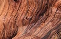 Wood Veneer