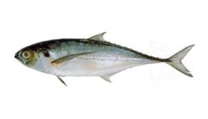 Mackerel Fish