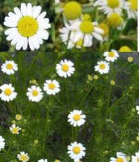 Chamomile Oil