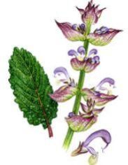 Clary Sage Oil