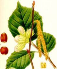 HAZELNUT OIL