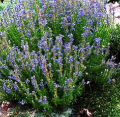 Hyssop Oil