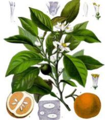 Neroli Oil