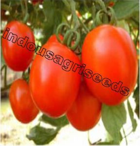Indo Us 9999 Tomato F1 Hybrid Seeds