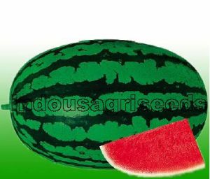 Indo Us 9945 Watermelon F1 hybrid seeds