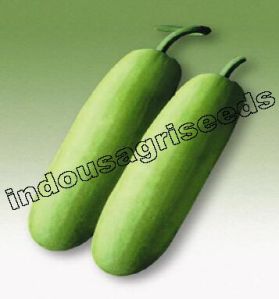 Bottle Gourd Hybrid Seeds