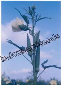 Indo Us Sungold Okra Op Seeds