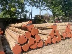 Teak Wood Log