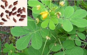 Cassia Tora Seeds