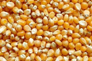 Yellow Maize Corn