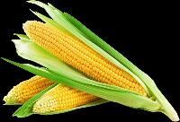 Corn Cobs