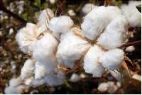 Cotton Fiber