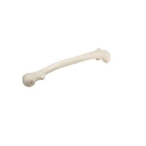 Femur Bone Model