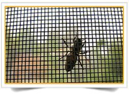 Insect Screen