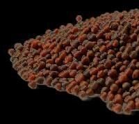 Broccoli Seeds