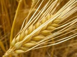 Barley