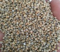 Green Millet