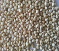 Sorghum