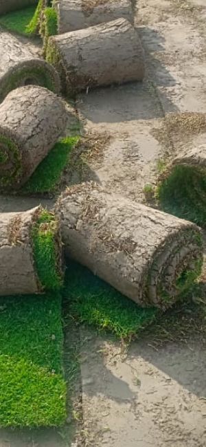 Mexican Grass