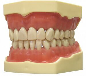 NAVADHA ZX Dental Typodont Jaw