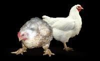 Broiler Chickens