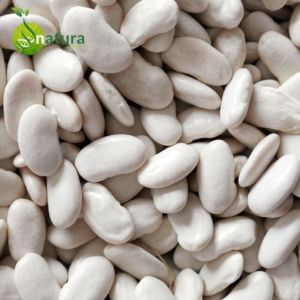 White Kidney Bean Extract Powder