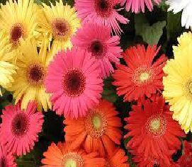 Gerbera Flower