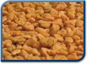 Fenugreek