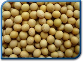 Soya Bean