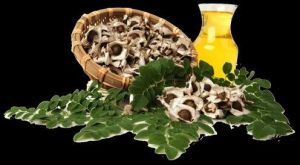 Moringa Oleifera Seed Oil