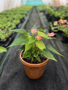 tissue culture anthurium orange plants