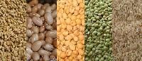 organic food grains