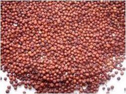 organic ragi