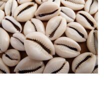 custom made natural cowrie shells