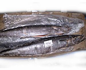 Seer Fish spanish king Mackerels
