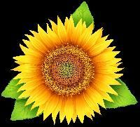 SUN FLOWER