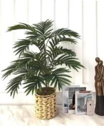 Areca Palm Plant