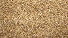 Bajra Seeds