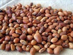 Cowpea (Lobiya)