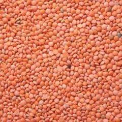 Masoor Dal